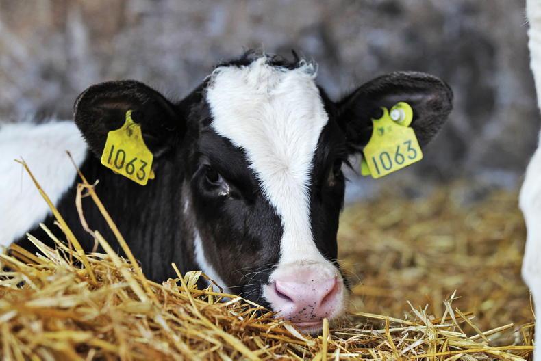 Department receives over 8,000 applications to calf weighing scheme - Vimarsana News