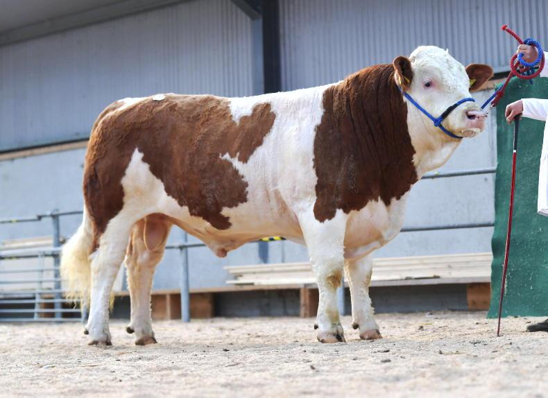 Simmentals hit €3,100 twice in Tullamore - Vimarsana News