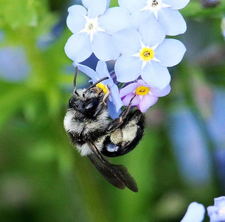 National Biodversity Week begins, with World Bee Day this Thursday - Vimarsana News