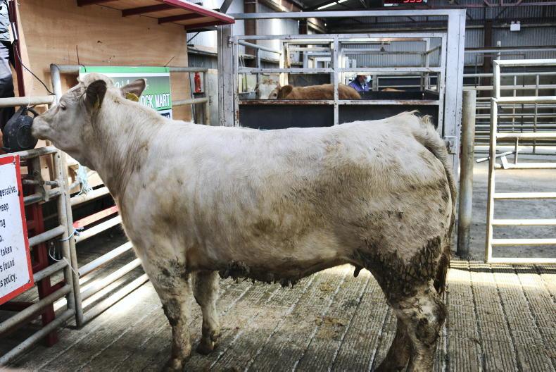 In Pictures: lighter quality cattle in demand in Raphoe - Vimarsana News