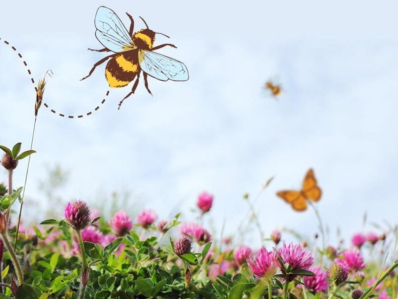 A Week in the Country                     