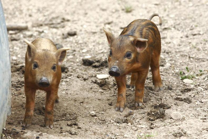 The Mindful Farmer: life is all about balance