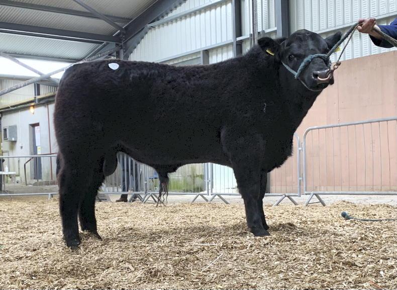 In pictures: €6,000 price tag tops Carrick Angus sale - Vimarsana News