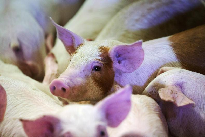 Europe 'many years away' from rearing pigs with undocked tails 16 May 2021 Free - Vimarsana News