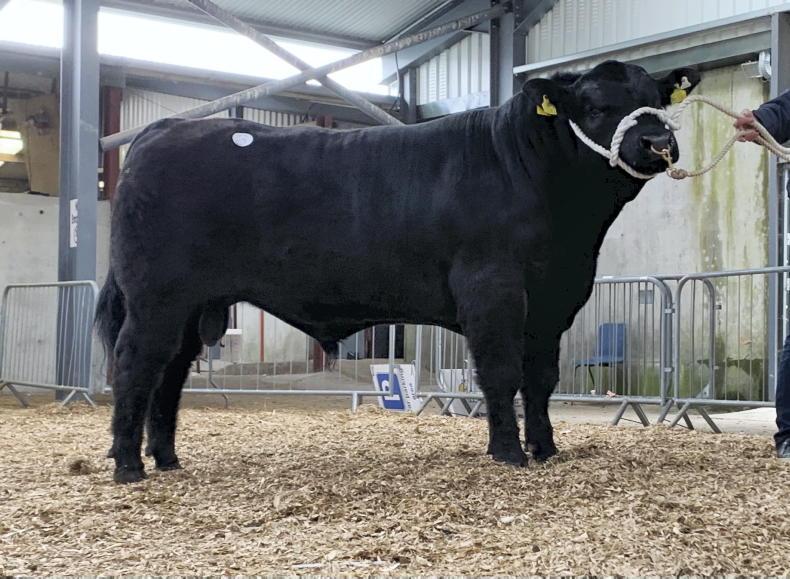 Watch: €6,000 price tag tops Carrick Angus sale - Vimarsana News