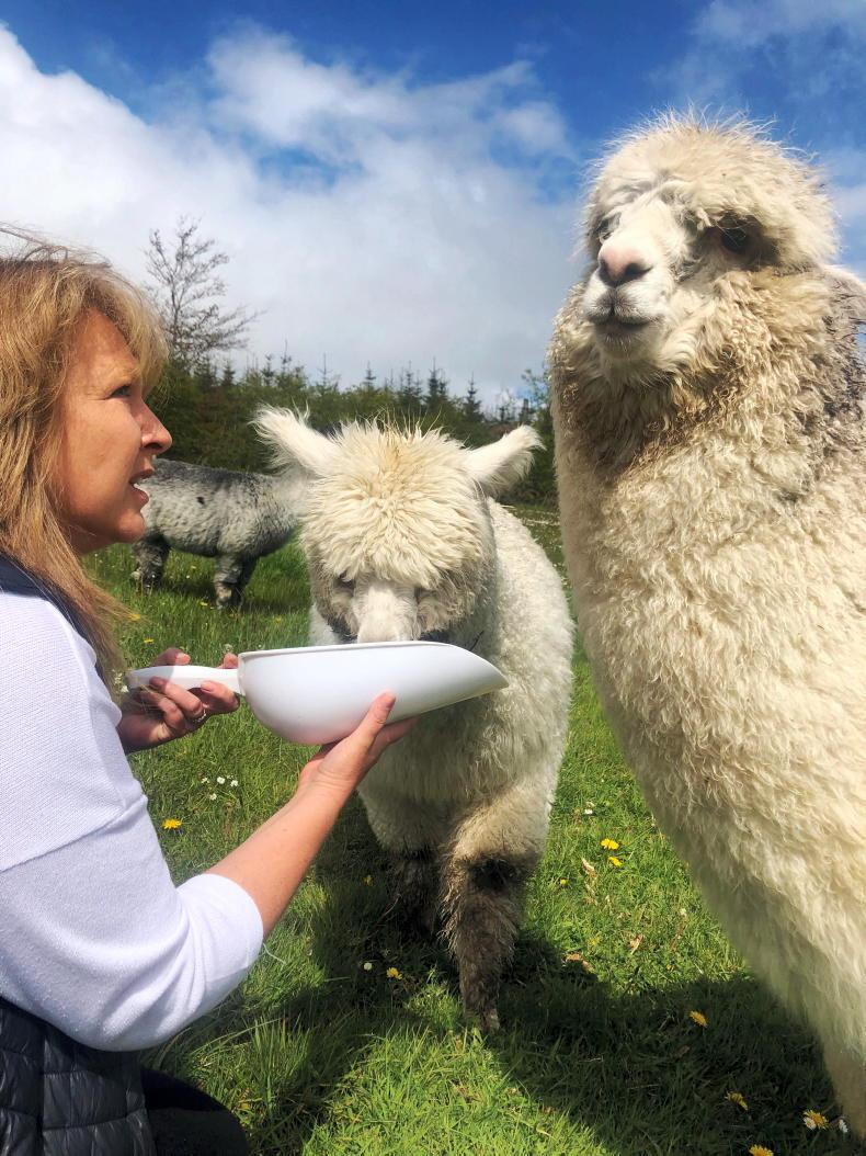 My Country Living: working in finance to alpaca farming 