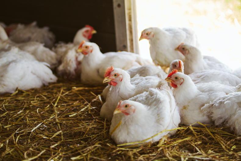 Farmer Writes: Chicken adventures