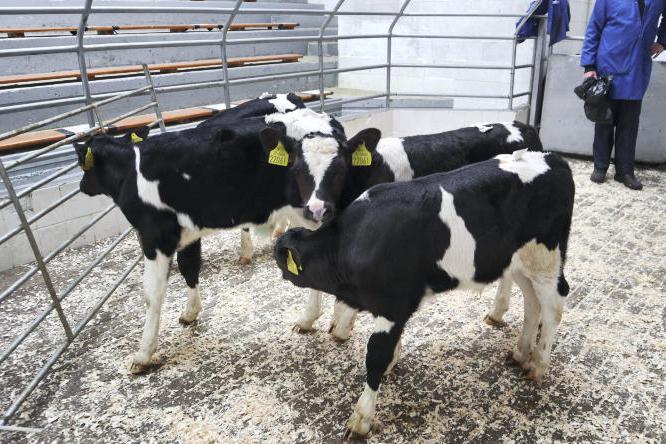 Late-season recovery in live calf exports boosting total live exports