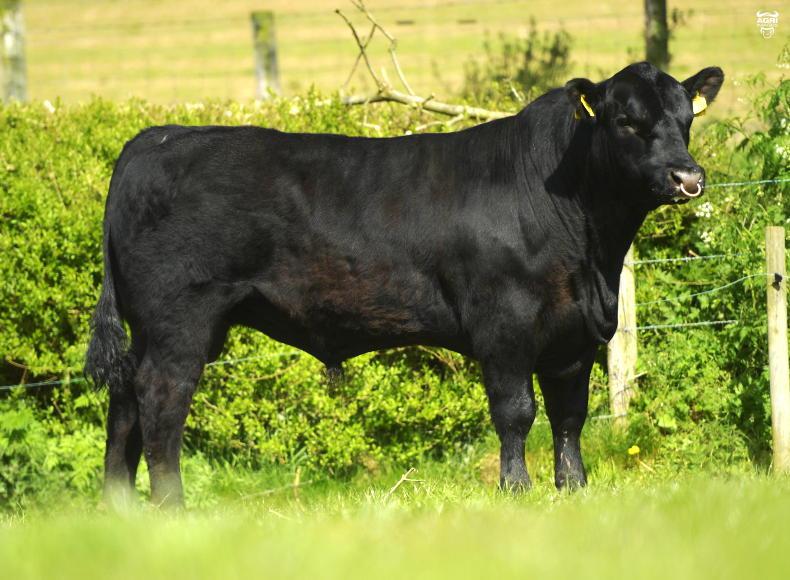 Lisduff on-farm sale tops at €6,000 - Vimarsana News