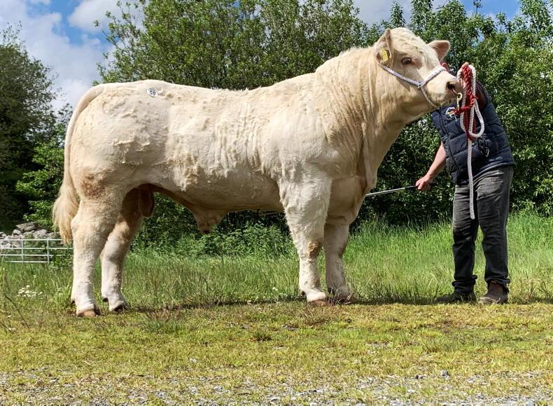 A day to remember for Kilduff Charolais - Vimarsana News