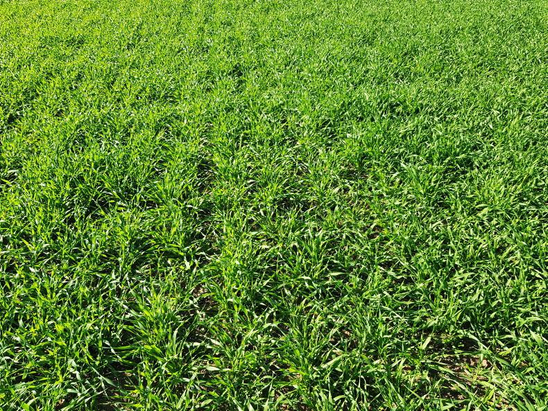 From the Tramlines: crops respond to heat and moisture - Vimarsana News