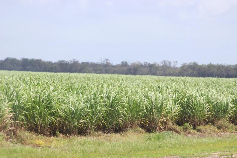 Looking for alternatives to sugar cane 31 May 2021 Free