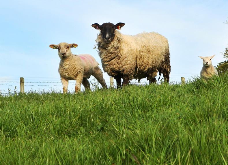 Sheep technical: reviewing preparations for weaning lambs - Vimarsana News