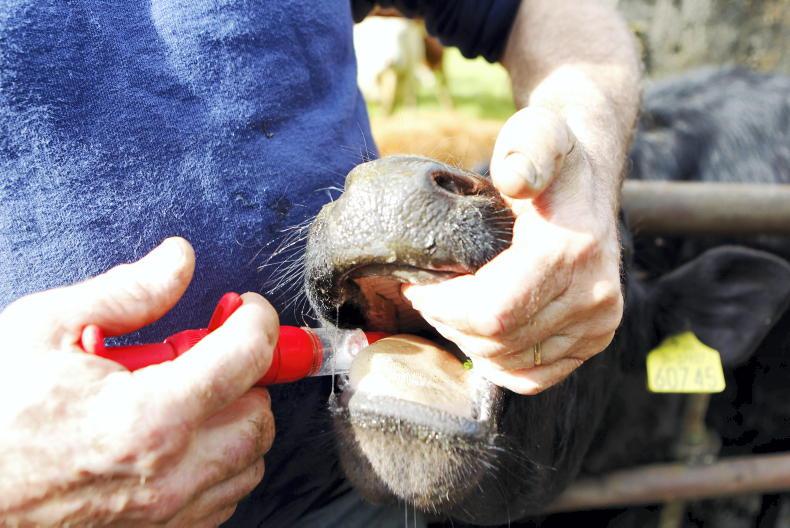 Beef Management five tips for worming cattle Free