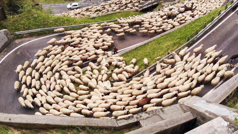 Watch: Italian shepherds move 1,500 sheep to the highlands - Vimarsana News