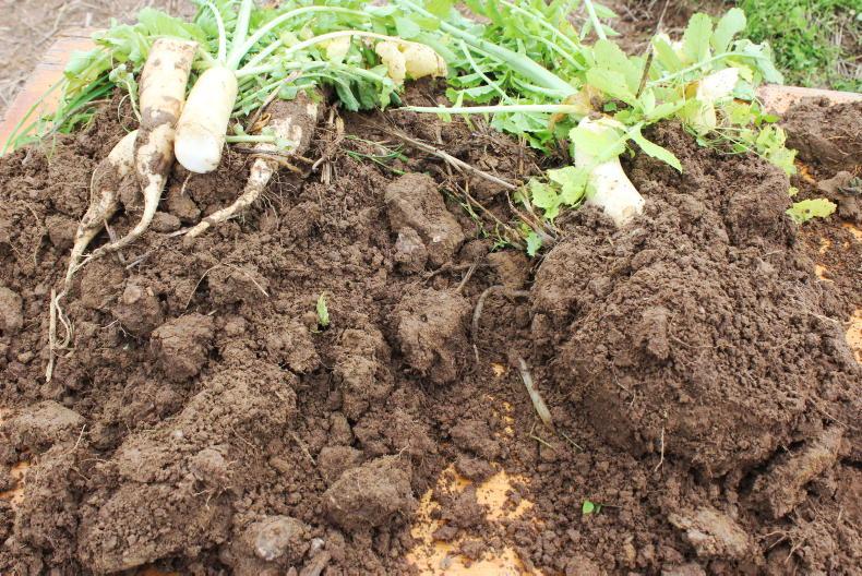 Why carbon sequestered in farmland can't be accounted for at national level 02 June 2021 Free - Vimarsana News