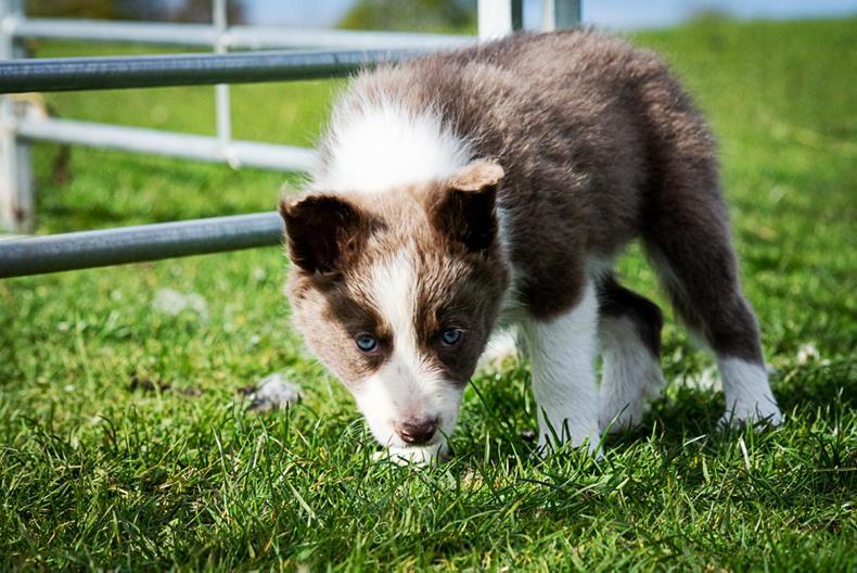 World record of £7,600 paid for sheep dog pup - Vimarsana News