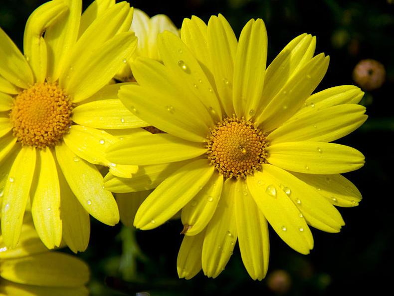 Glanbia suspends sale of some wildflower seeds - Vimarsana News