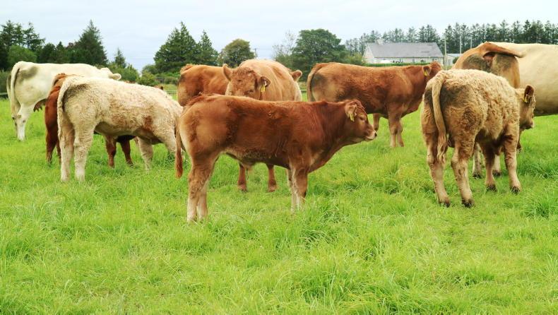 Beef management: BEAM, dosing calves and avoiding pregnant weanlings - Vimarsana News