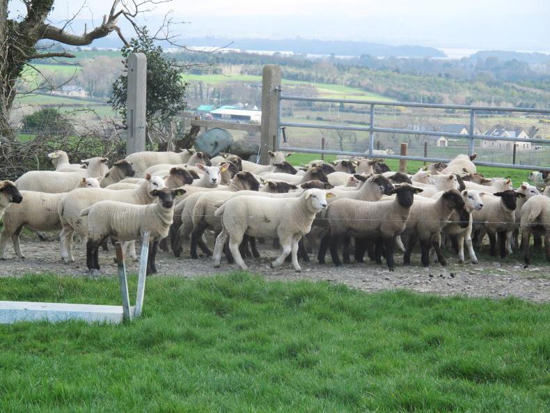 Sheep management: lamb performance, grass growth and ewes on their back - Vimarsana News