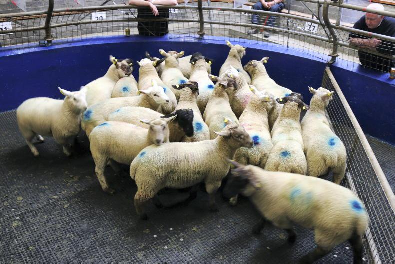 In pictures: solid trade with good butcher-buyer appetite in Roscrea - Vimarsana News