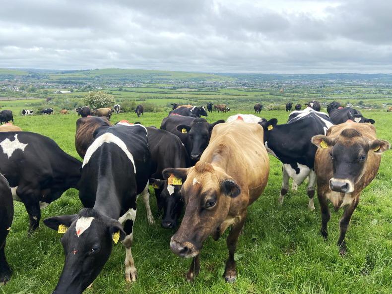 LIC sees 30% increase in Jersey straw usage in Leinster and Connacht - Vimarsana News