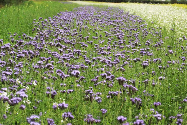 World Environment Day: the week's top environmentally positive stories