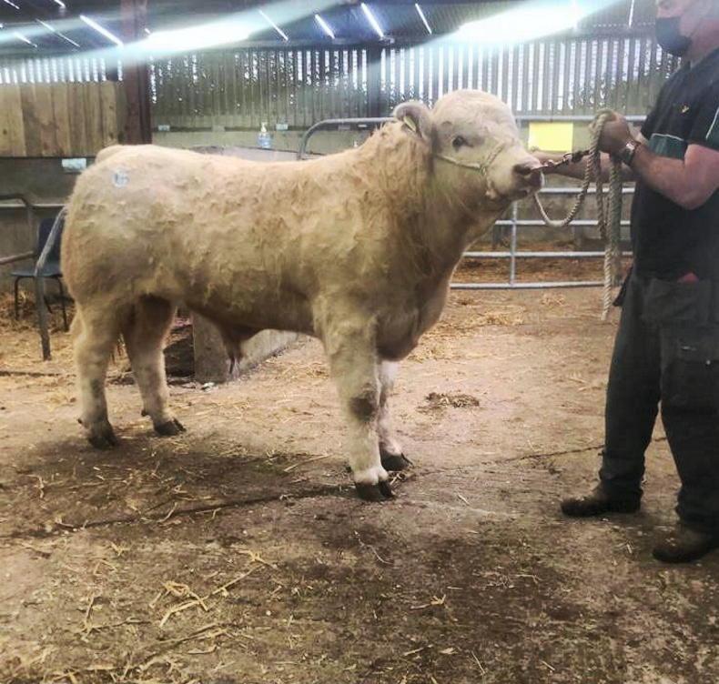 Charolais top €4,050 at multi-breed bull sale in Carrick - Vimarsana News