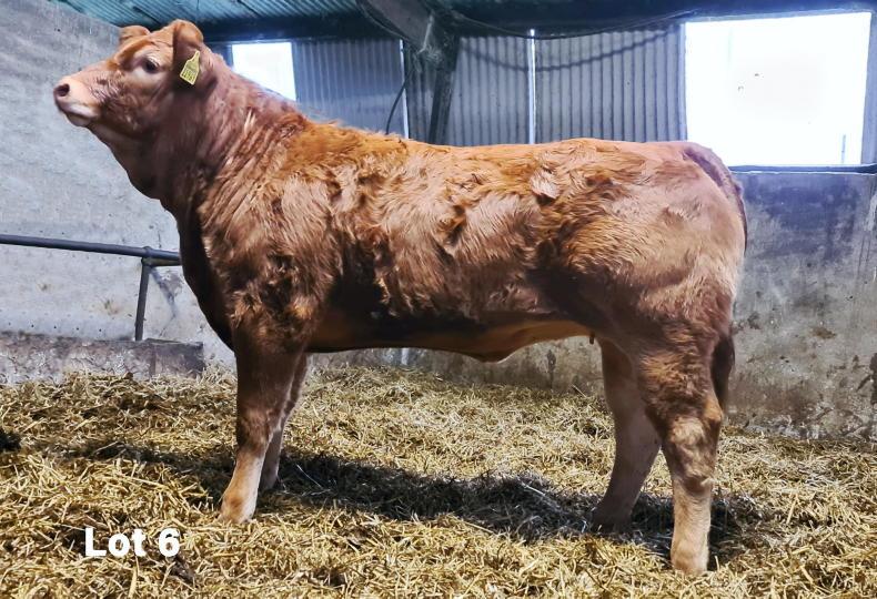 Brooklands dispersal tops €10,200 for cow-and-calf outfit - Vimarsana News