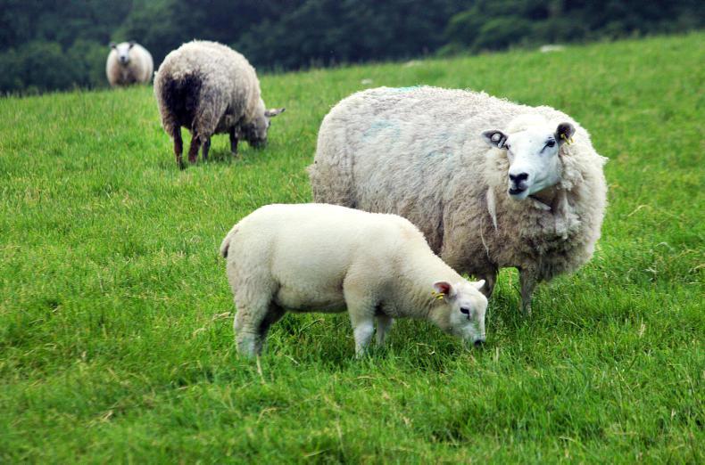 Sharp lamb price drop in Scottish abattoirs and live market - Vimarsana News