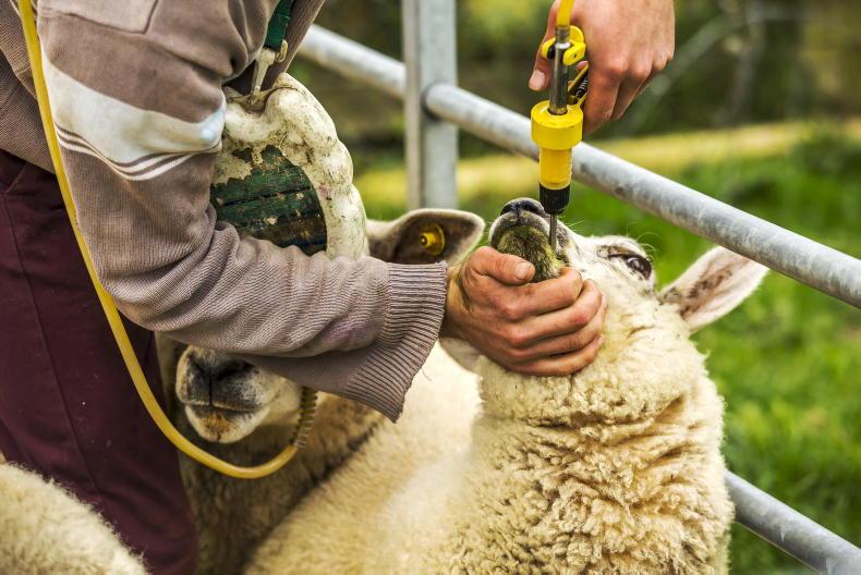 NI Sheep Programme using FEC for effective worm control 07 July 2021 Free