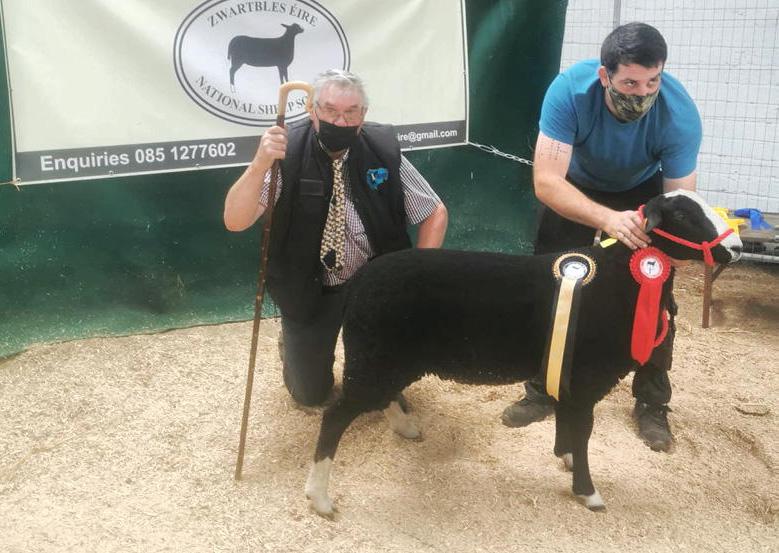 Zwartbles annual show and sale sees 98% clearance - Vimarsana News