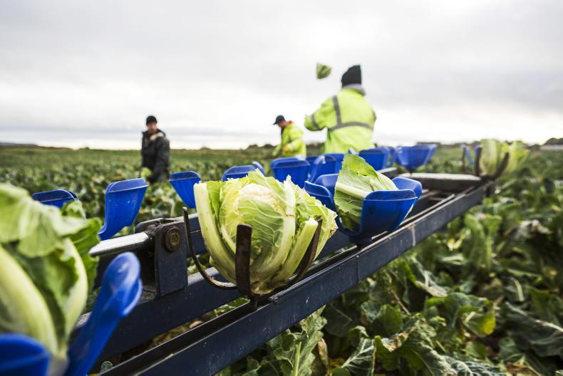 Seasonal farm workers exempt from Northern Irish quarantine rules Free