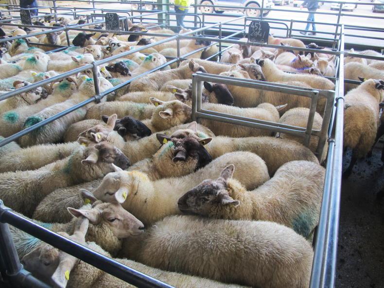 Sheep Management store lambs, worm control and tagging rules Free