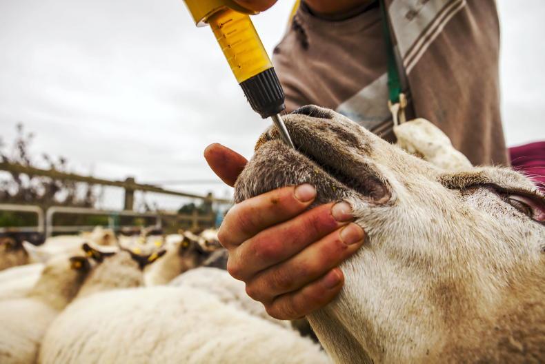 Webinar: worm control and lamb performance - Vimarsana News