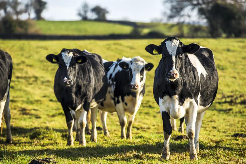 Grass+Dairy: getting graze-outs right in August - Vimarsana News
