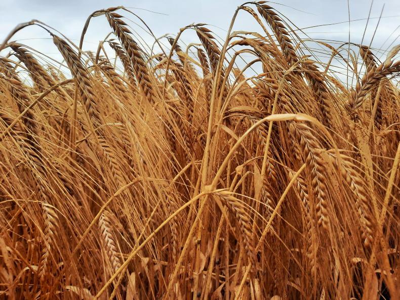 Crop on Camera: harvest time for this spring barley