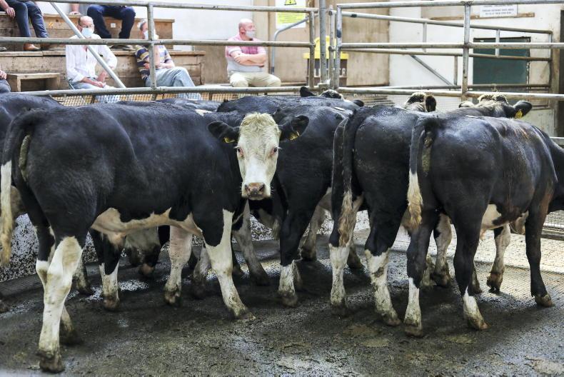 Cull cow prices up almost €200/head on 2020 Free