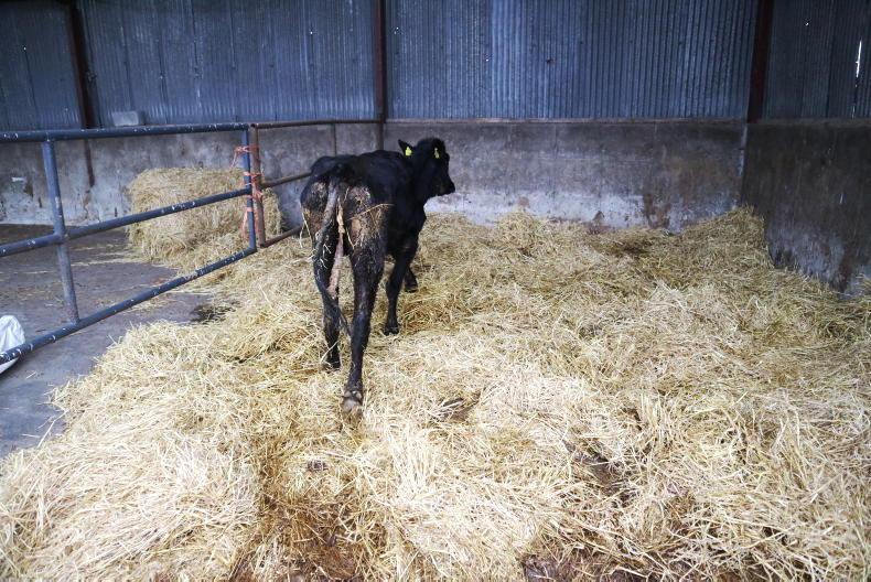 What’s involved in the Johne’s disease testing programme?