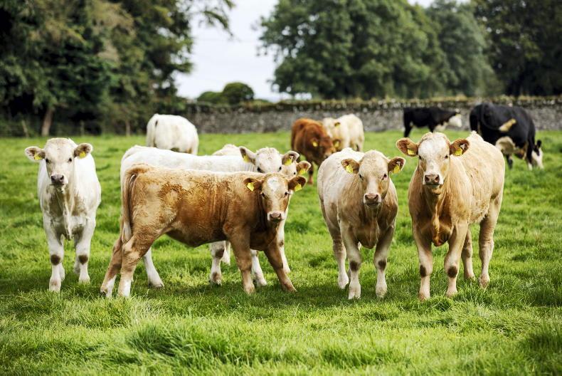 Beef Management: grass covers,dosing weanlings and autumn-calving cows - Vimarsana News
