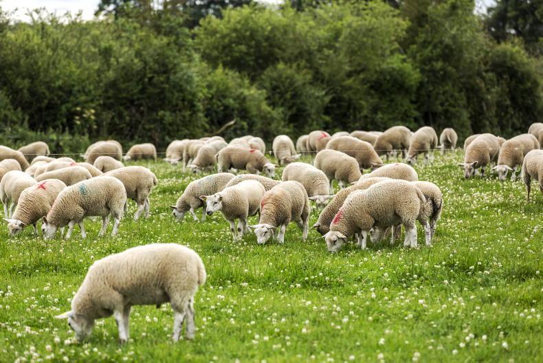Tullamore Farm: Factory lamb sale price averaging €131.46/head - Vimarsana News
