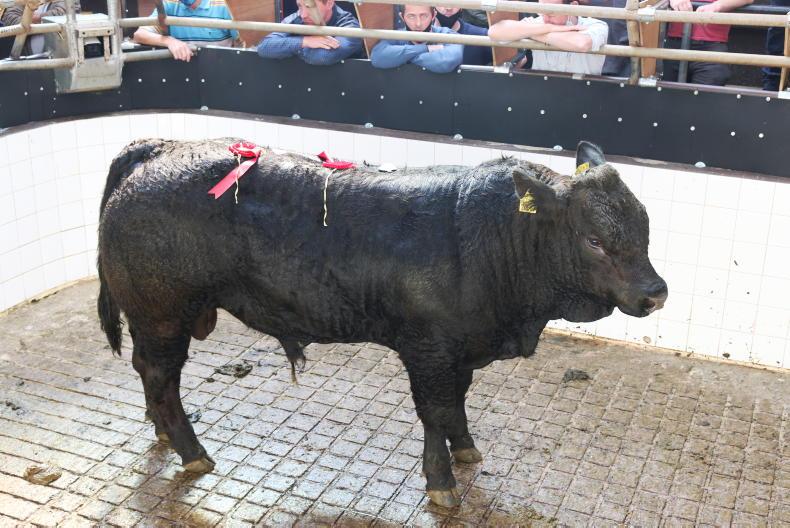 In pictures: strong start to weanling trade in Balla Mart