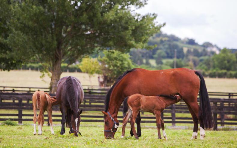 Taskforce established to promote equality for equine sector