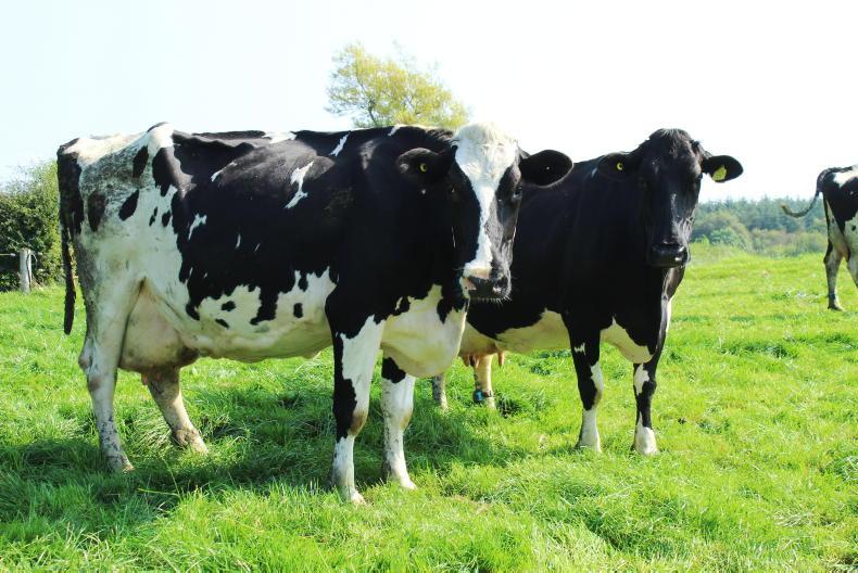 Watch: Dairylink participant Richard Marshall's virtual farm walk and talk