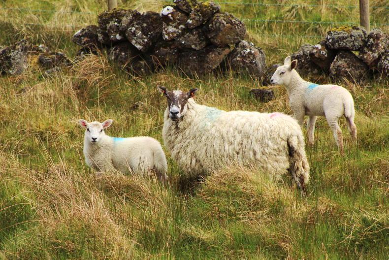 Sheep Management hill flock breeding and mating strategies Free