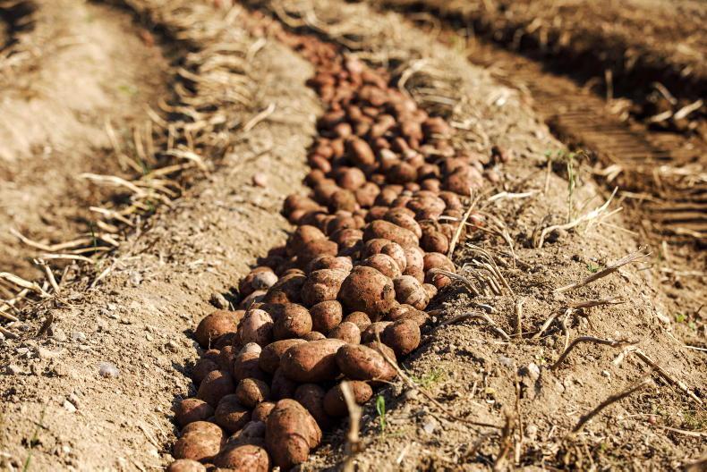 IFA potato report: conditions remain good for potato harvest