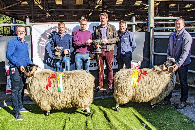 Champion Blackface Mountain ram sells for €3,450 - Vimarsana News