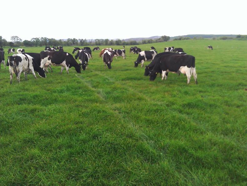 The Grass Week: getting a high percentage of the farm closed in October - Vimarsana News