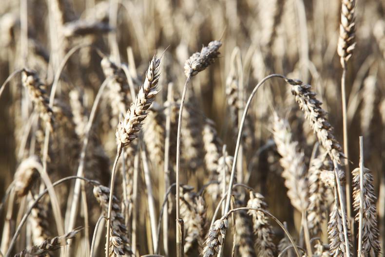 USDA stocks report pushes wheat markets higher 
