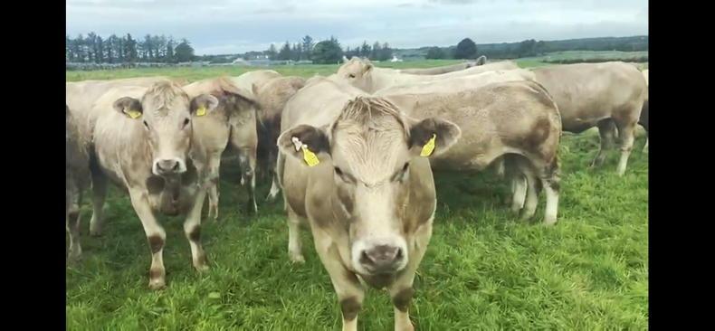 Newford Farm update: 18 heifers drafted at 291kg average carcase weight - Vimarsana News